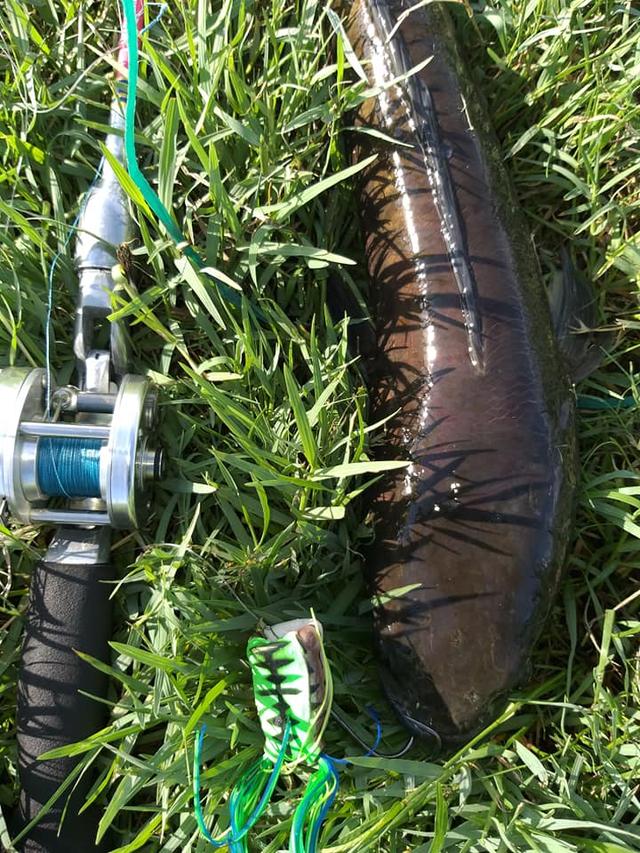 2018年度路亚打黑巅峰王者排行榜,这些黑鱼大的都要成精了!