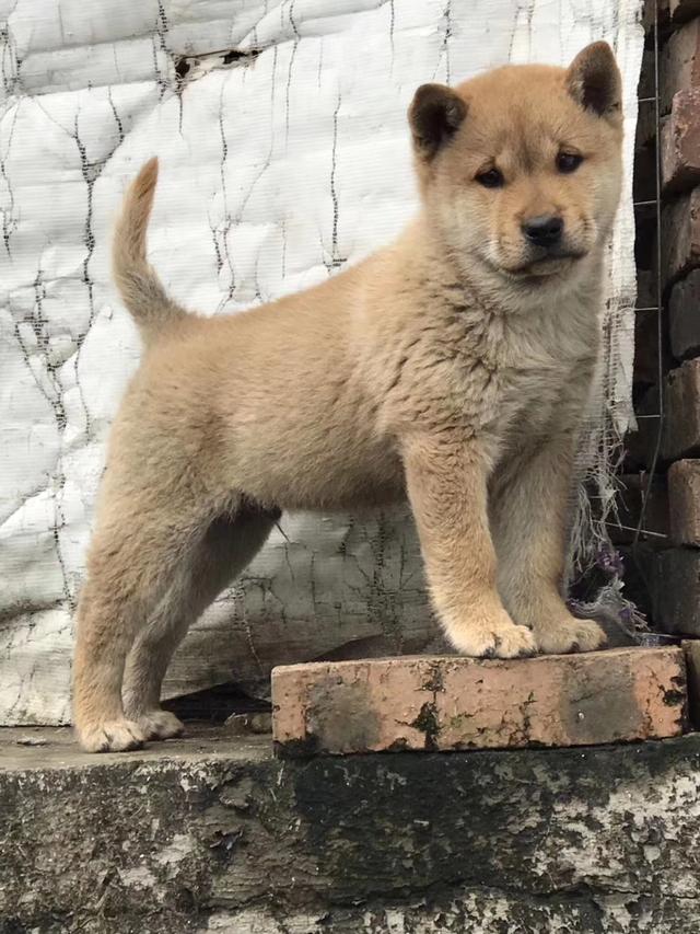 贩害死了你,谨以此文献给我那薄命的爱犬|猎犬|土狗|小鱼儿_新浪新闻