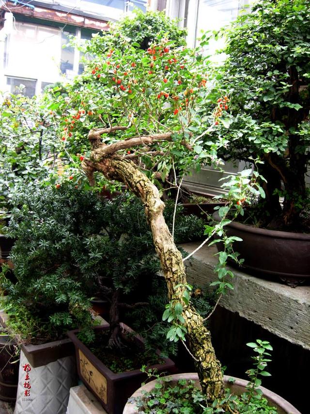 找准病因一招解决枸杞盆景得了白粉病其实很好解决