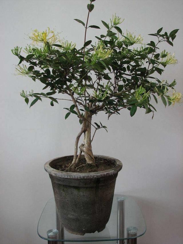 作为多年生草本!金银花养成盆景也不错,这几点栽培要点要记住!