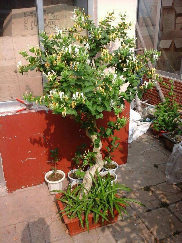 作为多年生草本!金银花养成盆景也不错,这几点栽培要点要记住!