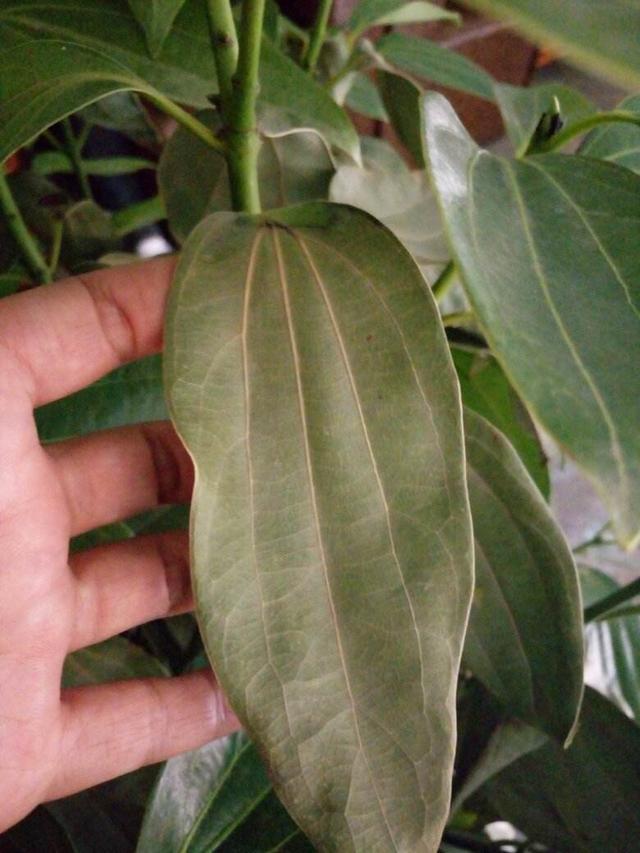 绿植黄叶情况多,一定要弄清原因,最主要的就是这7种情况了