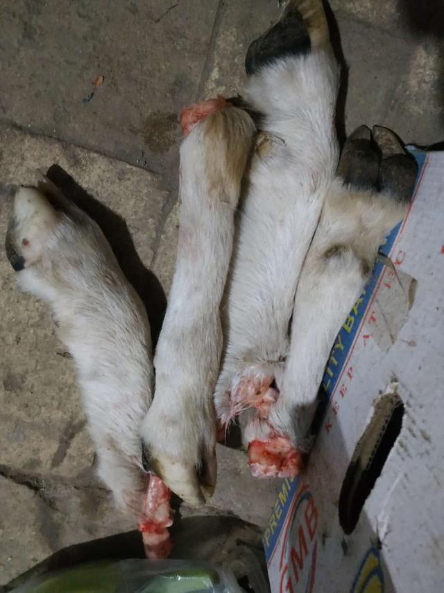 内蒙古朋友杀羊煮肉招待远方客人,热情如火温暖这个冬天