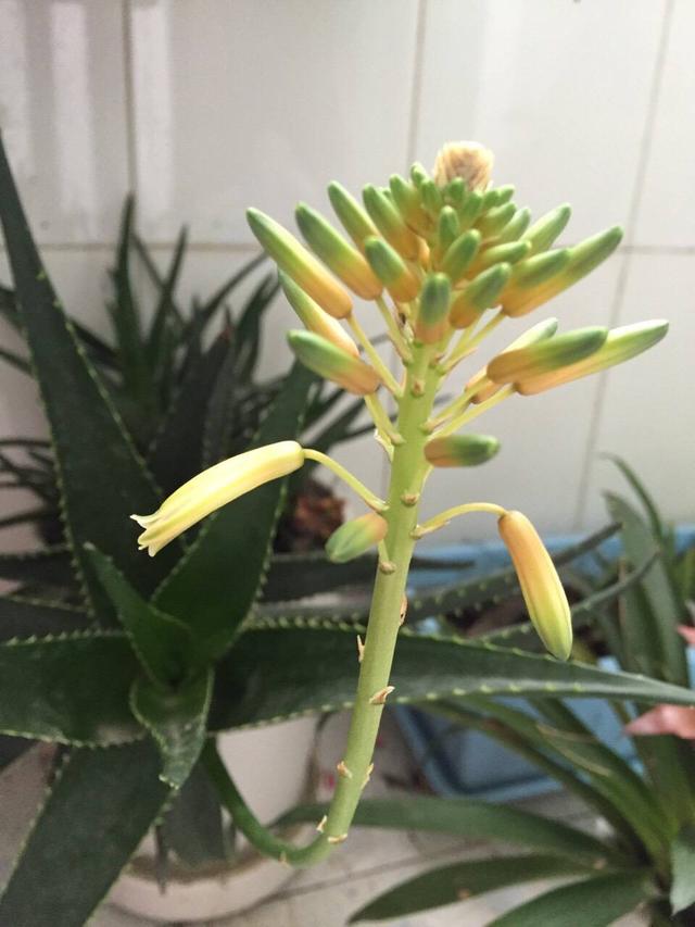 芦荟开花有好运净化效果强家养一盆开花芦荟真受欢迎