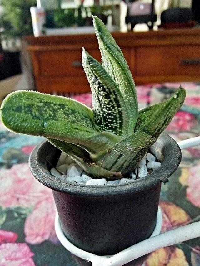 这种多肉叫卧牛在国内很火2年长一片叶还能开花