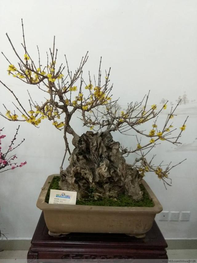 腊梅是中国传统名花养成盆景后该怎么修剪造型