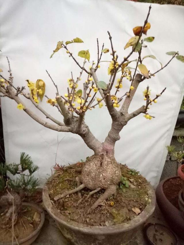腊梅是中国传统名花养成盆景后该怎么修剪造型
