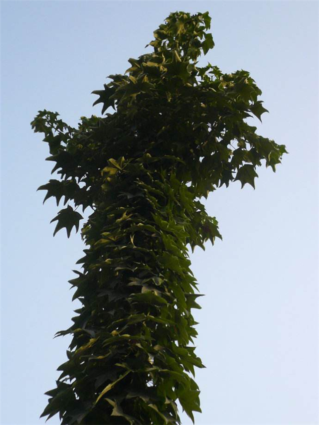 它是"刺楸",在农村常见,小时候很讨厌,如今价值珍贵