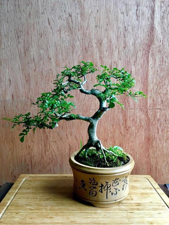 以古朴"风姿"独领青睐,对节白蜡盆景"造型"最重要,你会吗?