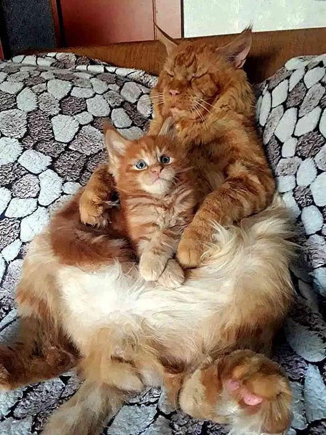 橘猫爸抱着小橘猫一脸威严,网友:确认过眼神,是我惹不起猫!