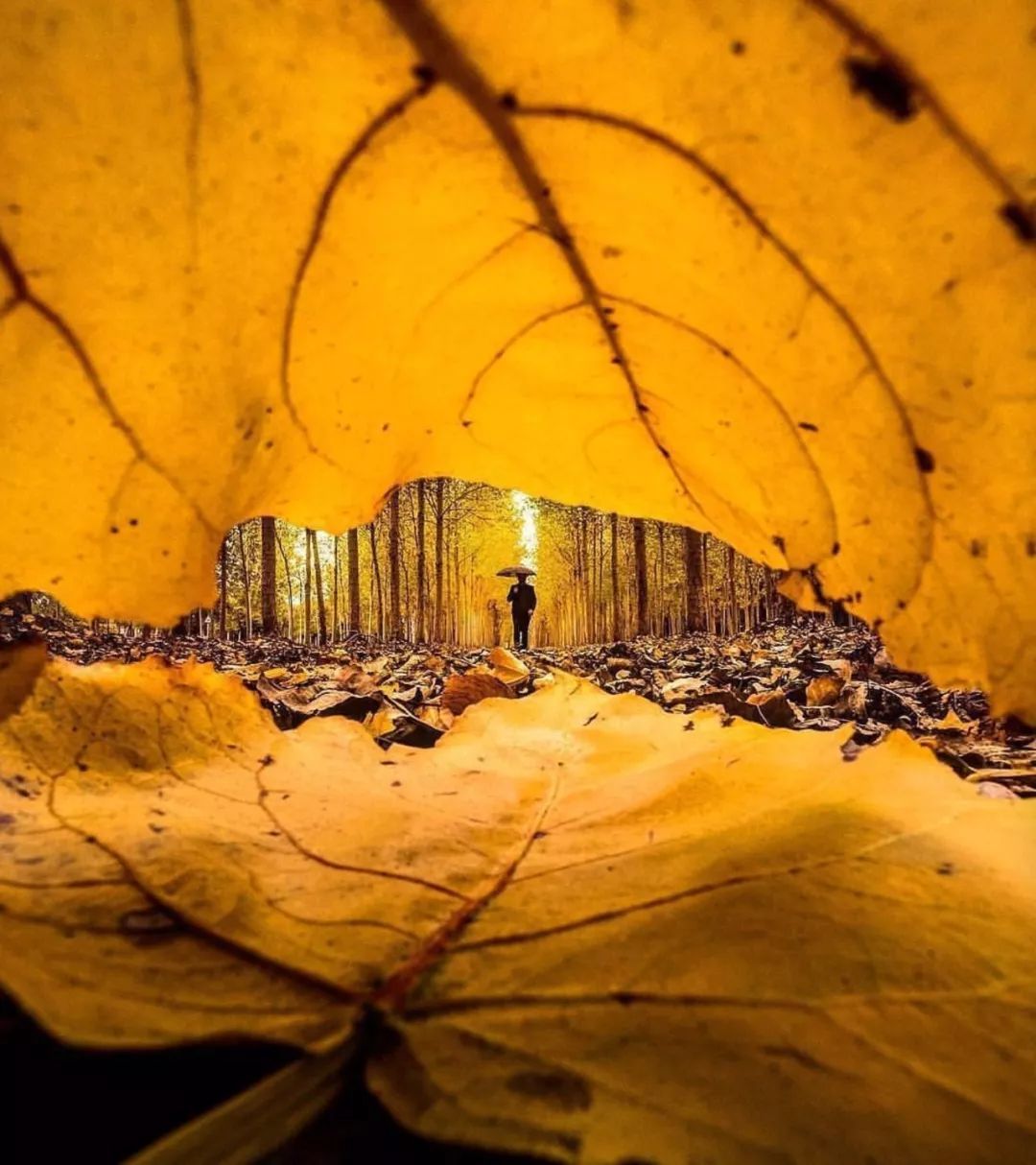 醉人的秋叶,只有摄影师能想到 10种拍摄思路