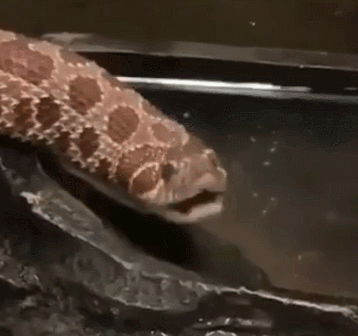 猪鼻蛇喝水吧唧嘴抬头愣住以为水中毒仔细一听笑喷