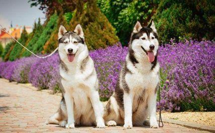 世界三大傻狗是什么狗?三大傻狗排名!