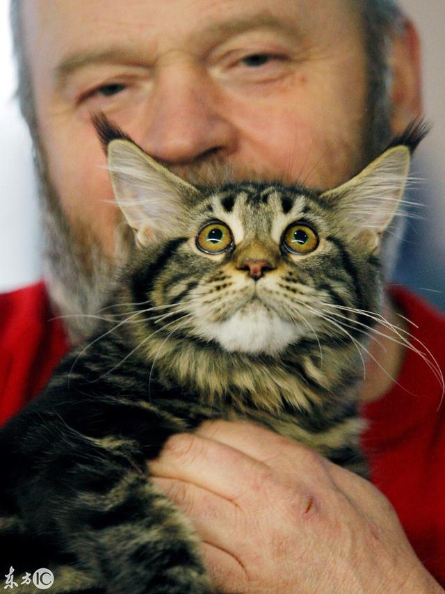 这些猫咪聚在这里,争夺巨猫头衔(图片来自东方ic)
