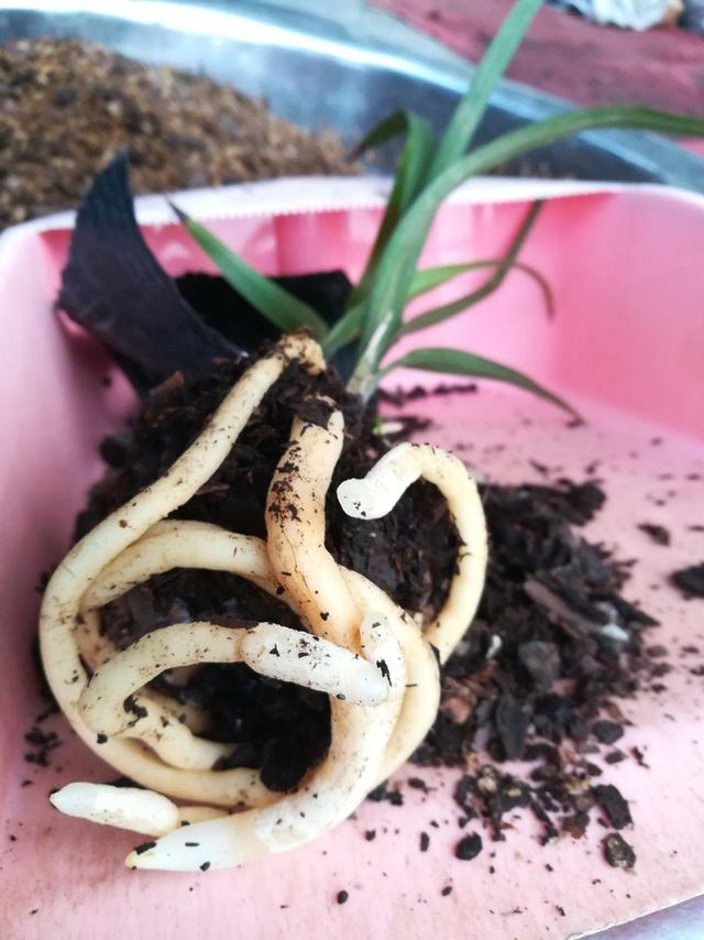 兰花在发芽期间能不能换土问题