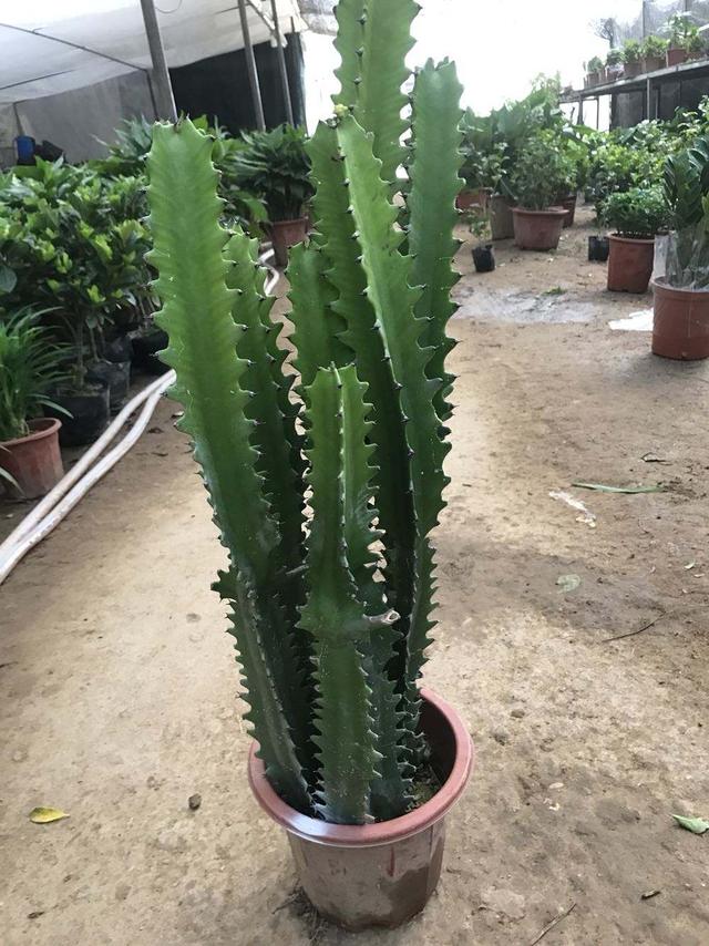 "聪明人"不养花,只喜欢养"绿植",家庭越过越滋润,家人健康