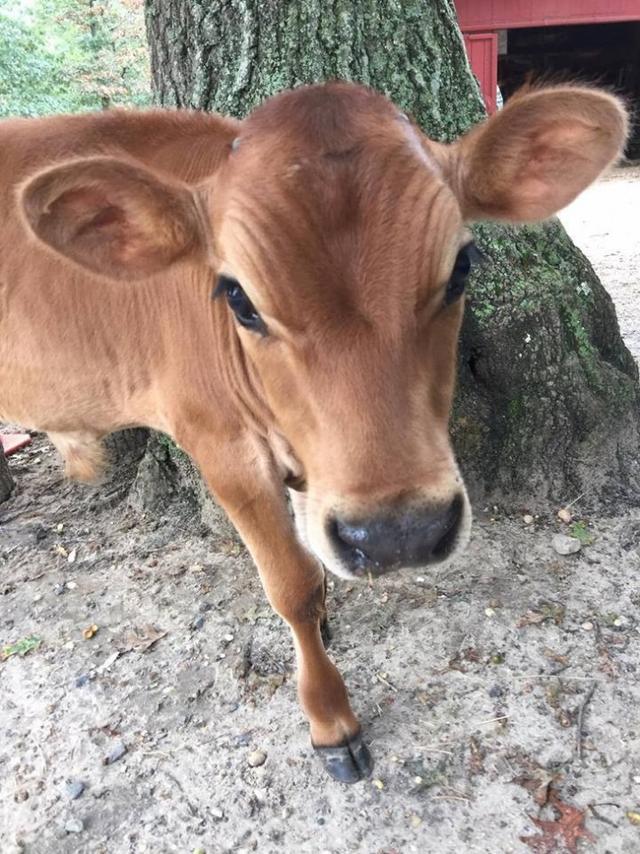 跟着狗身后走,它觉得和狗在一起有安全感|小牛|婴儿|公牛_新浪新闻