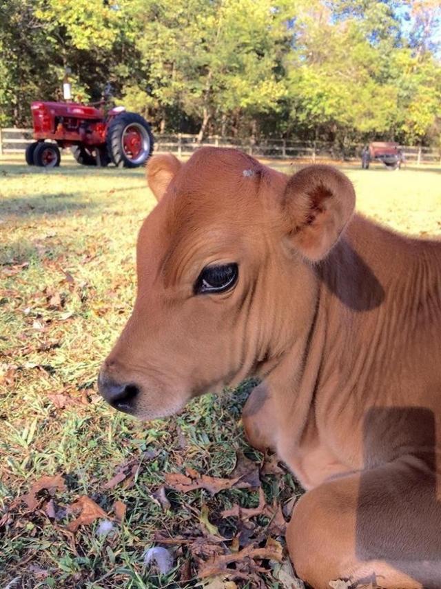 但农夫们一看是条吃会吃的小公牛,都认为是赔钱货,谁都不想要一条