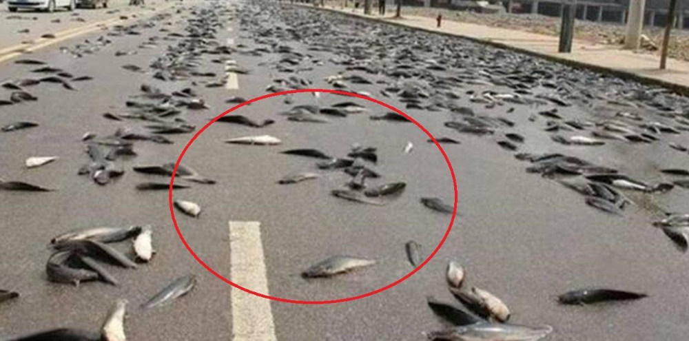 天上会下“鱼雨”的国家,上万条活鱼从天而降,到底是怎么回事?|鱼|活鱼|鱼虾_新浪新闻