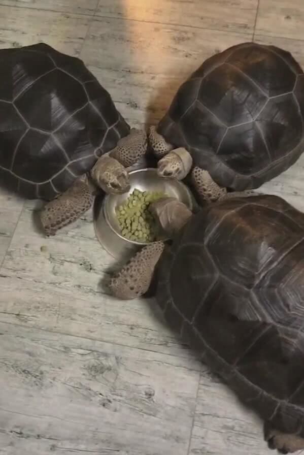 三只乌龟同食一碗粮食,端庄优雅,宠主:总感觉少了点啥
