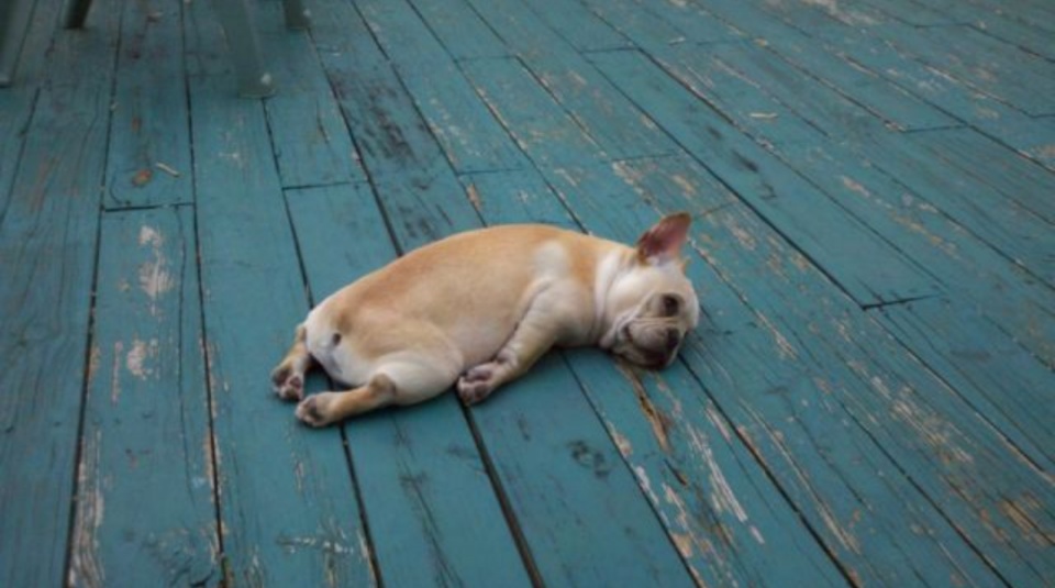 当狗狗犯蠢的时候被发现会怎样?场面很尴尬,但是要装得很优雅!