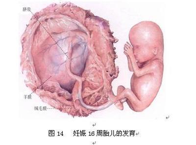 孕期羊水少胎儿都畸形了明天就去产检