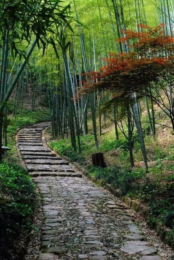 杭州十大最美森林古道,该去看看了