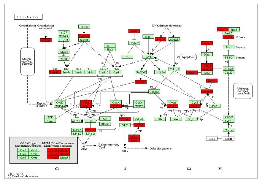 GO、KEGG富集分析--DAVID与KOBAS在线分