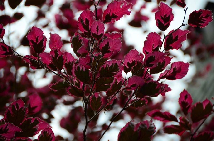 叶子很有观赏性的山毛榉,种在庭院里也是不错的选择