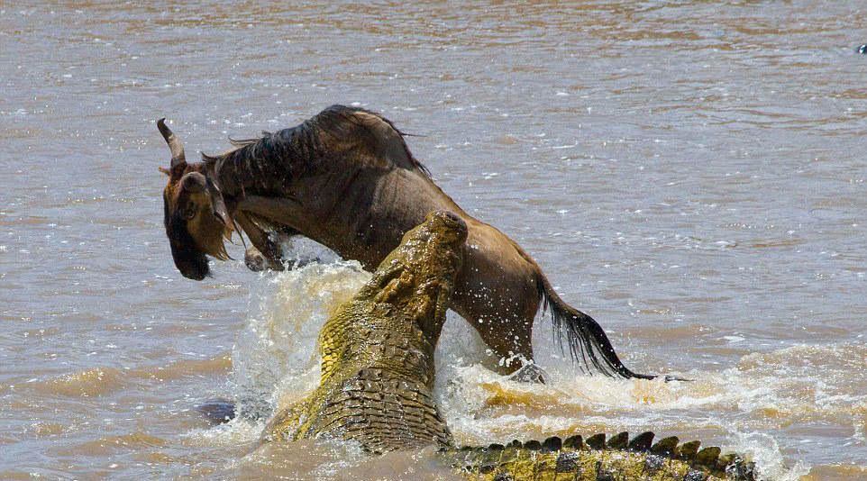 鳄鱼角马河内"互殴",双方都不服软,最后角马使出后旋踢
