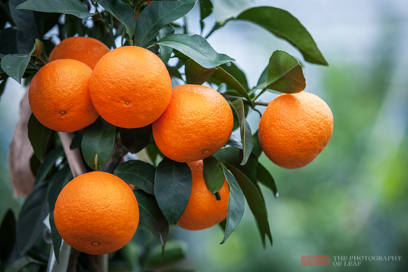 67农民大爷住山上3年培育极品柑橘迎来大丰收25元一个还买不到