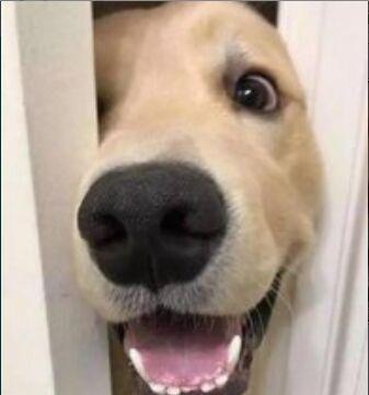 金毛经常偷看主人上厕所,主人回家看到这一幕:你上厕所也带纸?