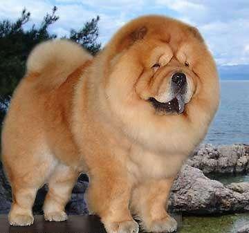 辨别纯种松狮犬有什么依据,注重舌头的颜色,呈蓝黑色,蓝紫色