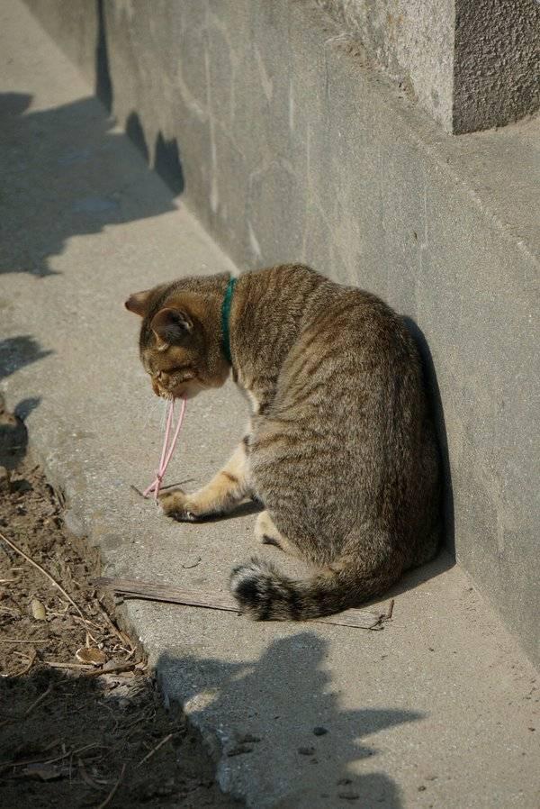 走丢的猫咪坐在远处不知在干嘛,走近一看笑喷,.