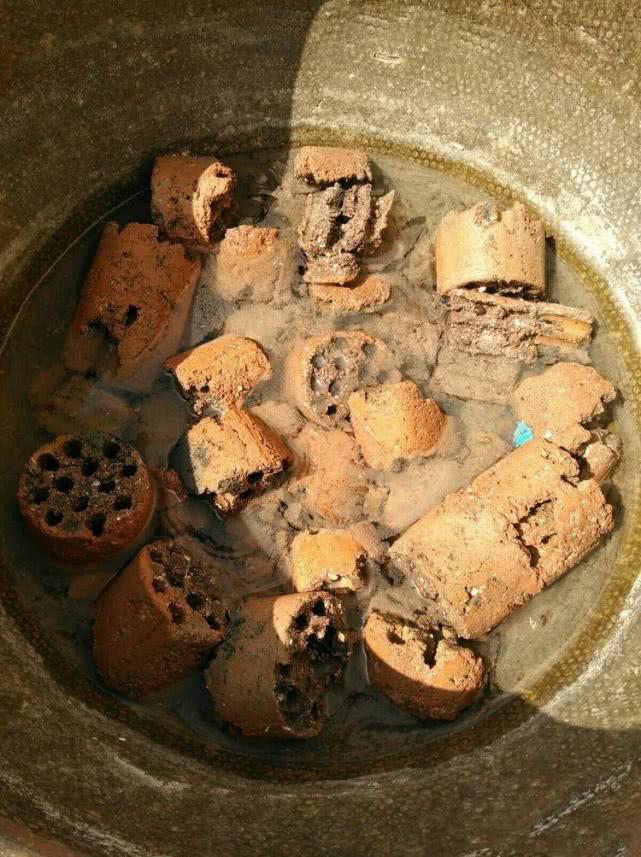 煤球泡过水就能种,多肉长的肥又大