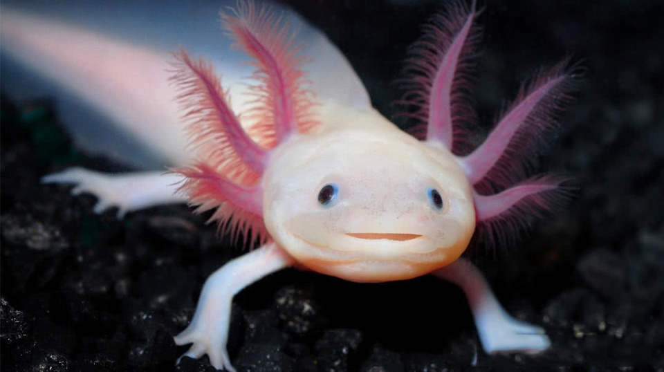 它就是墨西哥钝口螈,也叫美西钝口螈,美西螈,属于水栖型的两栖类(蝾螈