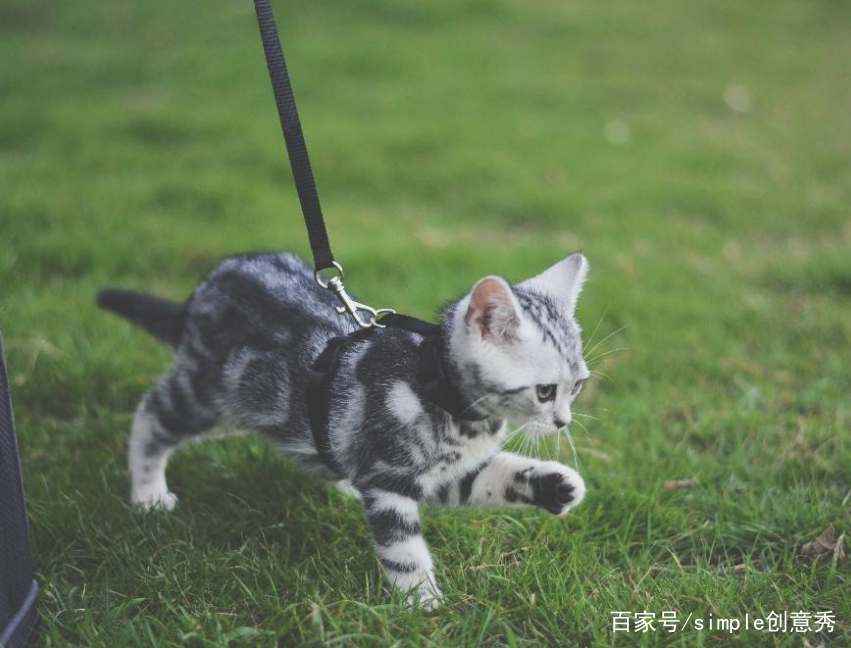 第一次出门遛猫需要注意什么,最好准备好这些,不然猫咪容易跑掉