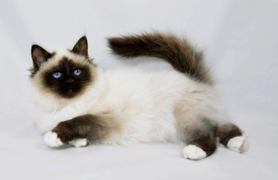 别见到"小黑脸"猫就叫人家暹罗,显得特别没文化