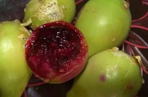 对我们的身体健康有很大的帮助,但是唯一的缺点是仙人掌的身上布满了