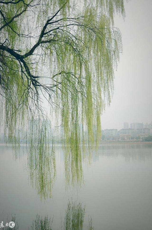 青门柳唐代:白居易青青一树伤心色,曾入几人离恨中.