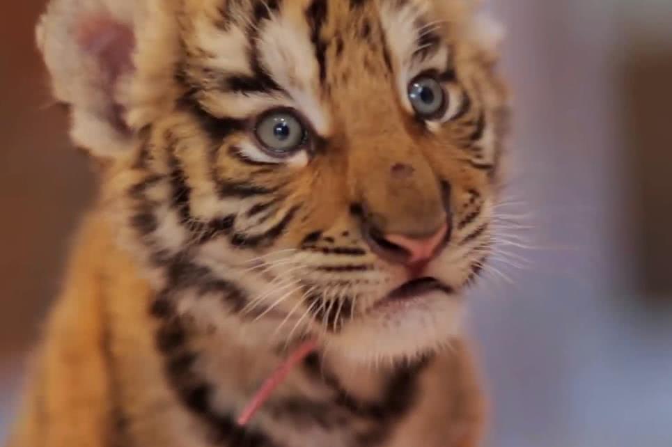 这才是真正的老虎和动物园卖萌的老虎相比完全两种气质