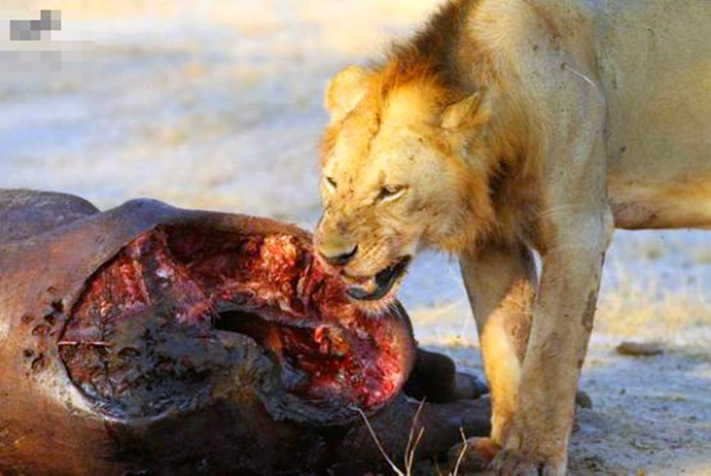 狮子猎杀完在吃肉,不过这皮实在太厚,狮子表情都变样了
