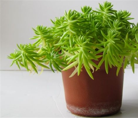 景天亚科佛甲草的种植方法