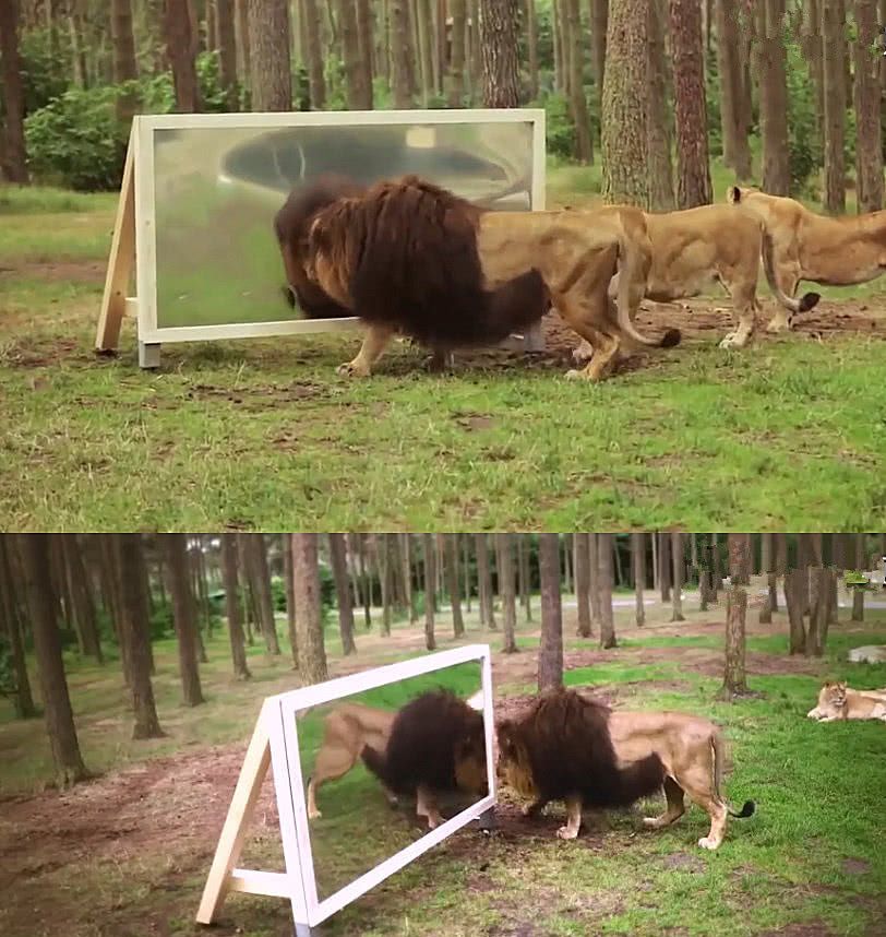 狮子第一次"照镜子",反应让人意外,网友:反差有点大!