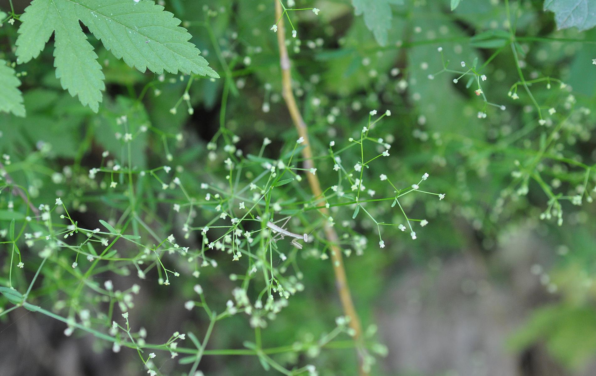 农村这野草满身是刺,狗见了都要躲开,很多人不知道它的价值很高