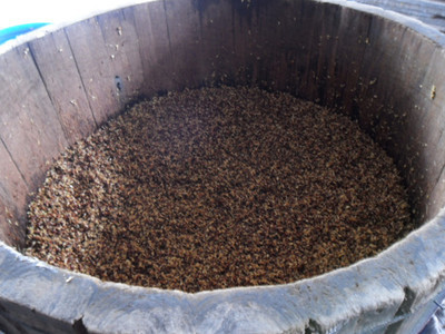 高粱发酵配糟过少对酒质影响