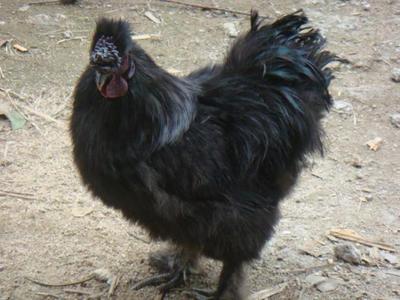 一只天牛能卖58万,而最后一种价值千万