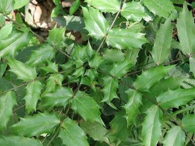 农村一种全身是刺的植物,农民看到就砍掉,殊不知是跌打扭伤良药