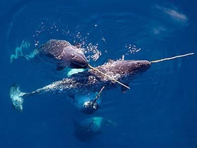 海洋独角兽独角鲸的角是用来捕鱼的