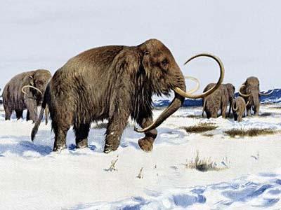 猛犸象为什么在冰河时期全部神秘消失了?